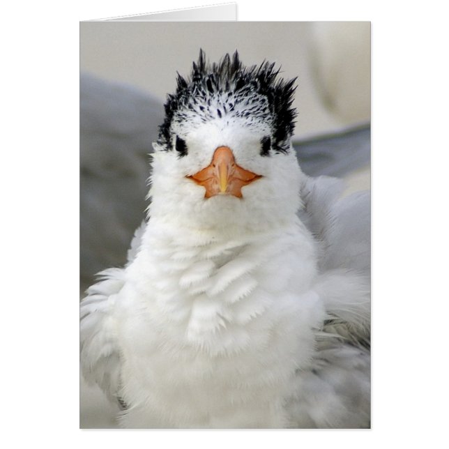 Tern Fluffy Hälsningskort (Framsidan)