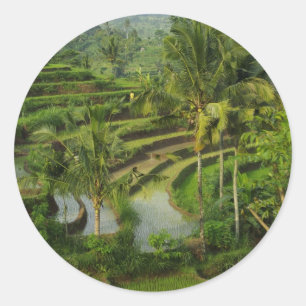 Terrace Ricefield i Bali Runt Klistermärke