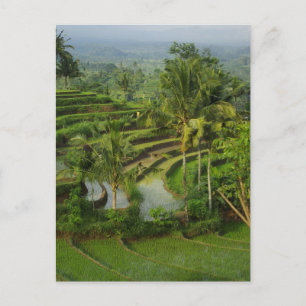 Terrace Ricefield i Bali Vykort