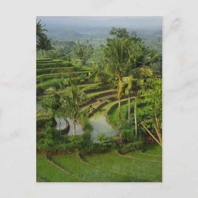 Terrace Ricefield i Bali Vykort (Framsida)