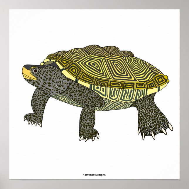Terrapin (vit) - Affischtryck Poster (Framsidan)