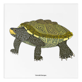 Terrapin (vit) - Akryltryck