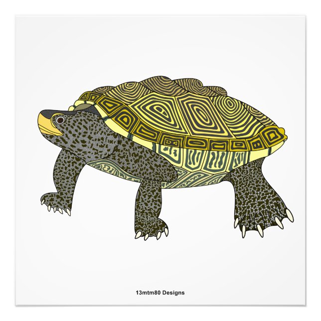 Terrapin (vit) - Fototryck (Framsidan)