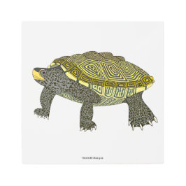 Terrapin (vit) - Metalltryck