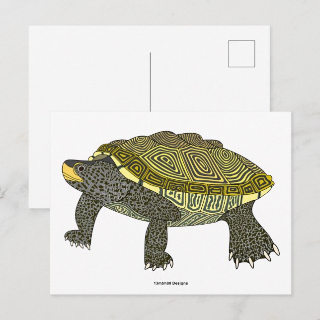 Terrapin (vit) - vykort (Fram/baksida)