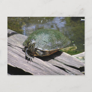 Terrapin-vykort Vykort