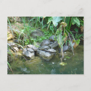 Terrapins, Giardini, Venedig Vykort