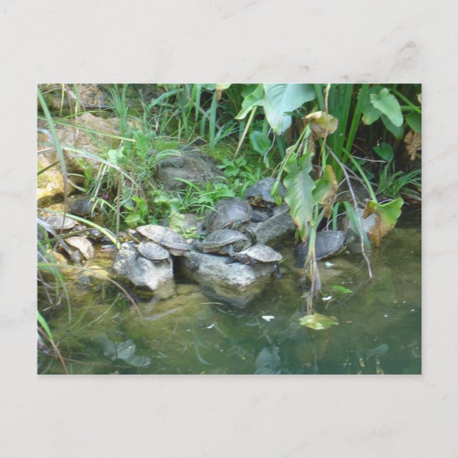 Terrapins, Giardini, Venedig Vykort (Framsida)