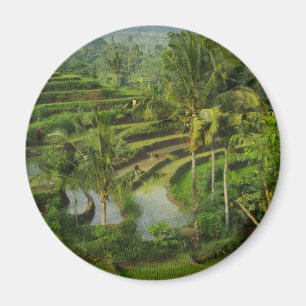 Terrass Ricefield i Bali Magnet