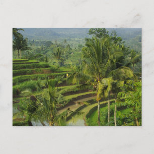 Terrass Ricefield i Bali Vykort