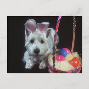 Terrier Bunny - vykort
