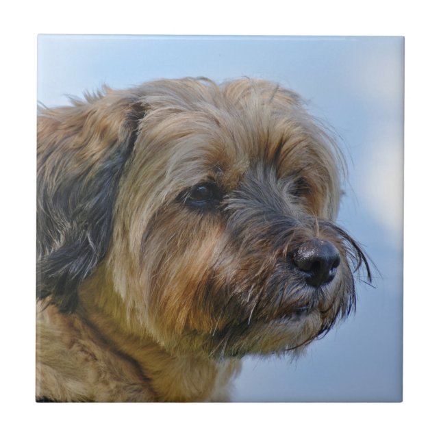 Terrier Design Kakelplatta (Framsidan)