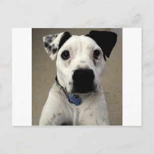Terrier för Cute Black och White Pit Bull Vykort