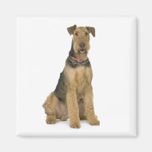 Terrier för Cute Puppy Hund Mamma Hund älskare Air Magnet