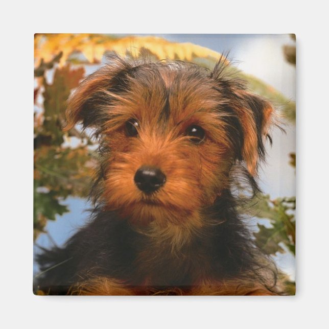 Terrier för Cute Puppy Hund Mamma Hund älskare Air Magnet (Framsidan)