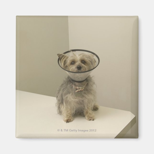 Terrier-hund med skyddande hylsa magnet (Framsidan)