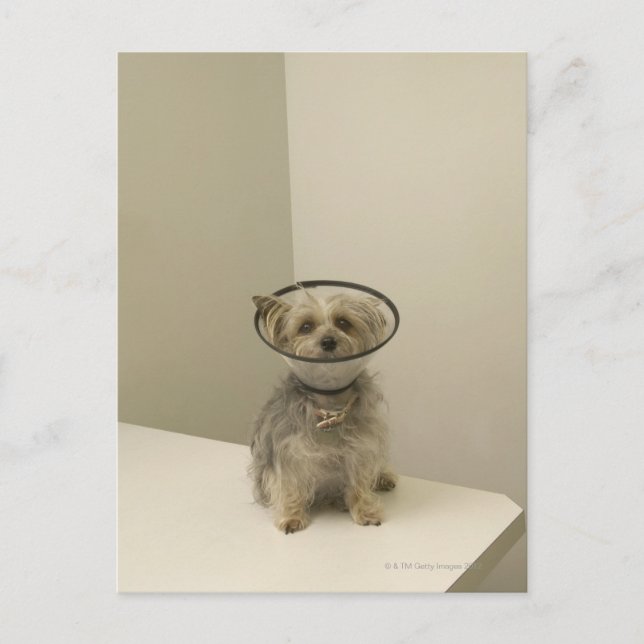 Terrier-hund med skyddande hylsa vykort (Framsida)