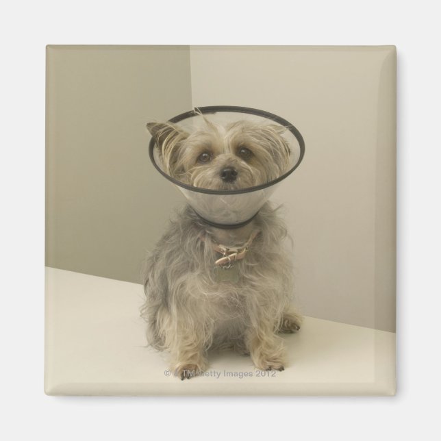 Terrier hund med skyddshylsa, sluten magnet (Framsidan)