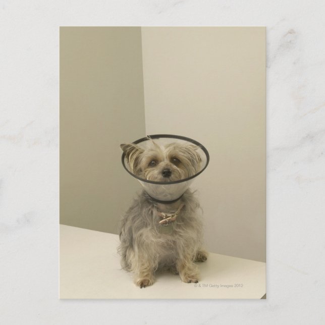 Terrier hund med skyddshylsa, sluten vykort (Framsida)