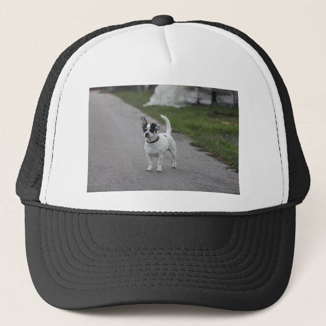 Terrier Hund tittar Cute! Keps (Framsida)