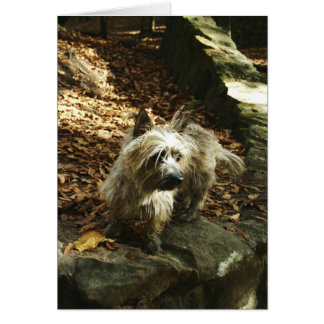 Terrier i höstkort hälsningskort