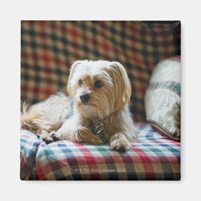 Terrier ljugande på kontrollerad filt magnet (Framsidan)