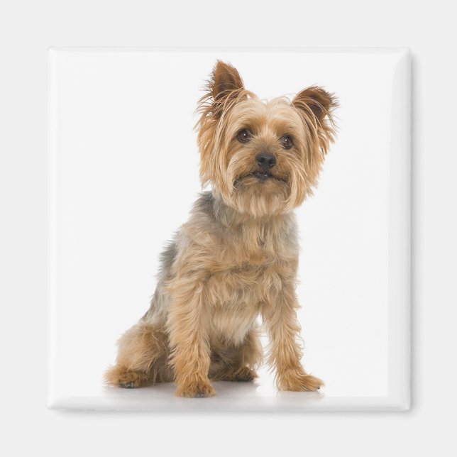 Terrier Magnet (Framsidan)