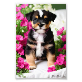 Terrier Puppy Satin Photo EnUtvidgning Fototryck