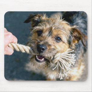 Terrierhund som spelar dragkamp musmatta
