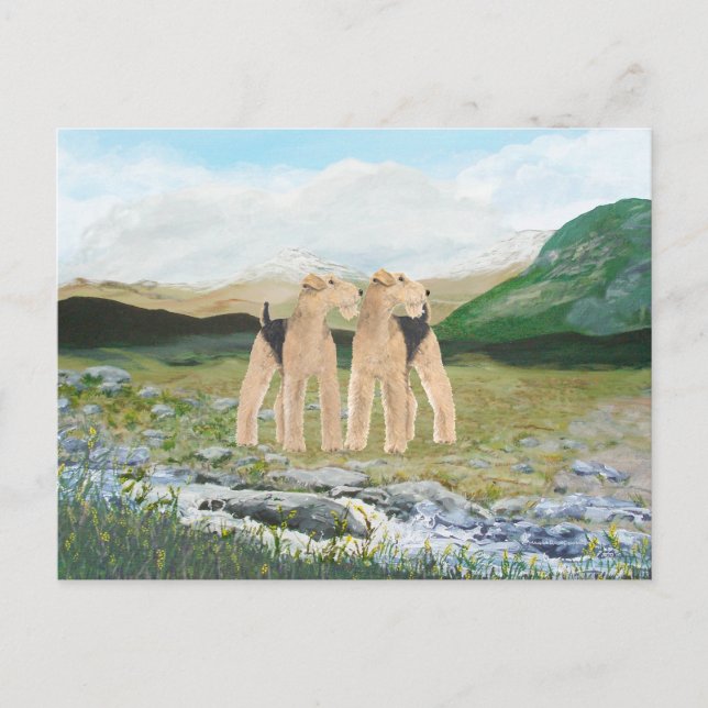 Terriers in Ireland Vykort (Framsida)