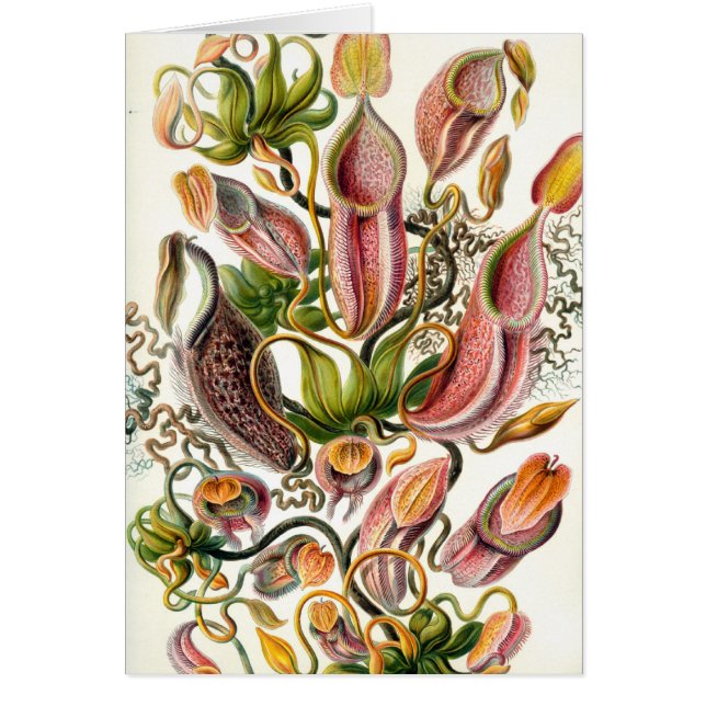 Terst haeckel botanical art hälsningskort (Framsidan)