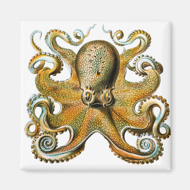 Terst haeckel octopus magnet (Framsidan)