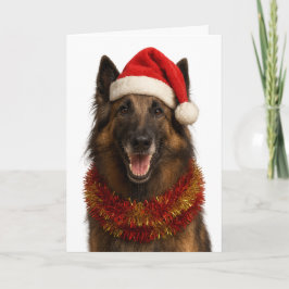 Tervuren in a Santa hat Christmas card Kort