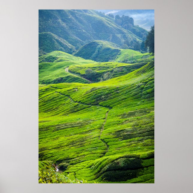 Tesplanteringar i väg poster (Framsidan)