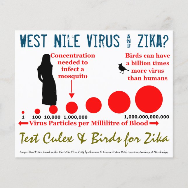 Test Culex & Birds 2-Sided Flyer by RoseWrites (Framsidan)