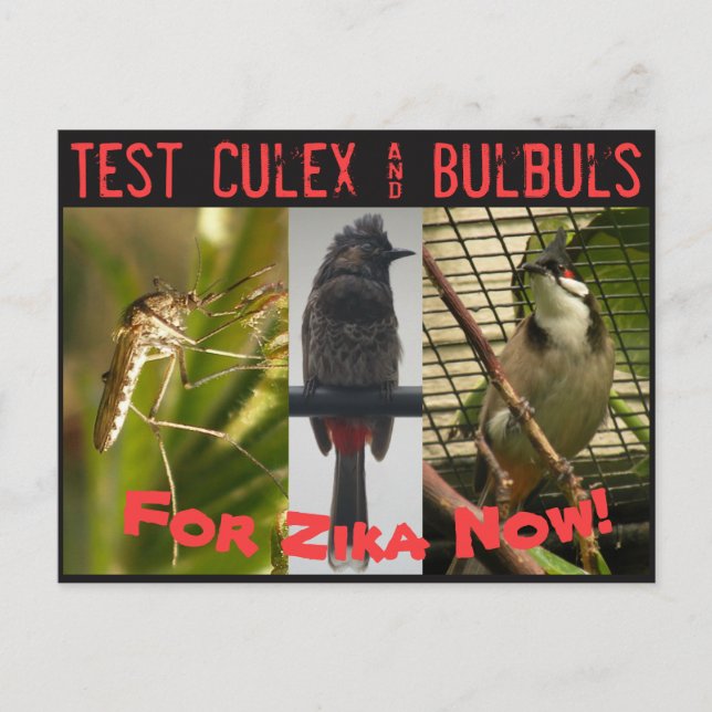 Test Culex & Bulbuls Postcard by RoseWrites Vykort (Framsida)