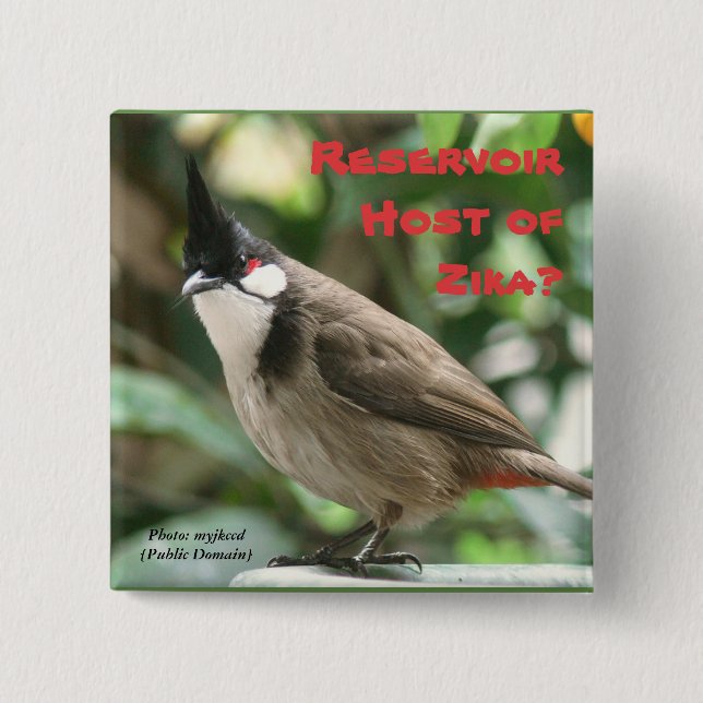 Testa Röda-Whiskered Bulbuls vid RoseWrites Knapp (Framsida)