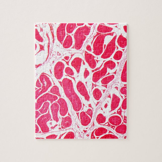 Testikelceller under mikroskopet pussel (Vertikal)