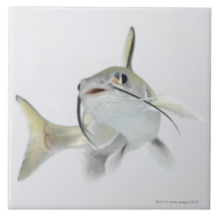 Tete havshavskatt (Hexanematichthys seemanni) 2 Kakelplatta
