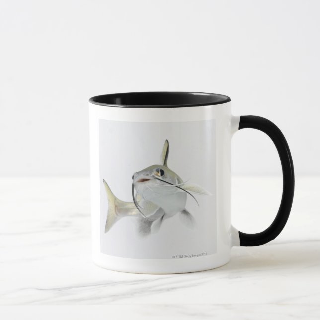 Tete havshavskatt (Hexanematichthys seemanni) 2 Mugg (Höger)