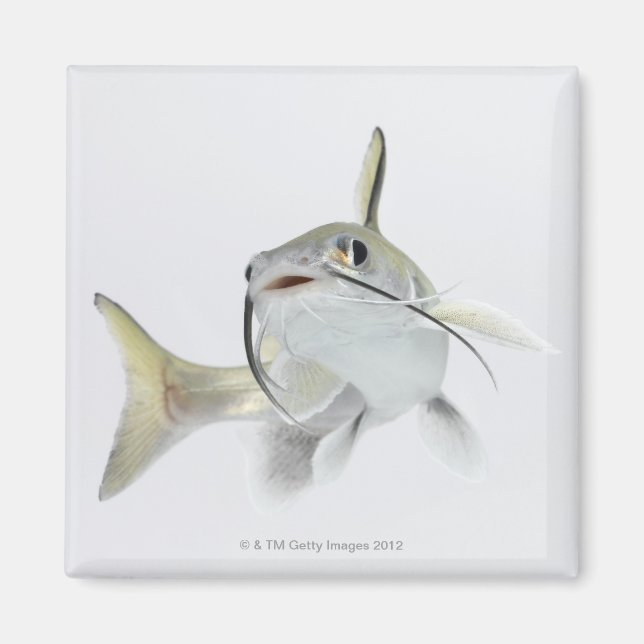 Tete sea catfish (Hexanematichthys seemanni) 2 Magnet (Framsidan)