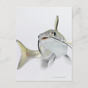 Tete sea catfish (Hexanematichthys seemanni) 2 Vykort