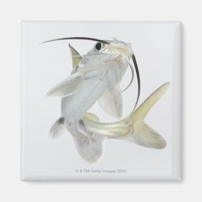 Tete sea catfish (Hexanematichthys seemanni) Magnet (Framsidan)
