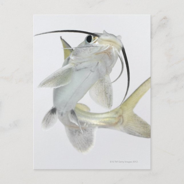 Tete sea catfish (Hexanematichthys seemanni) Vykort (Framsida)