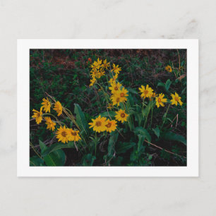 ’Teton Balsamroot’ Vykort