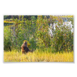 Teton Bear Eating Berries, Wyoming Fototryck