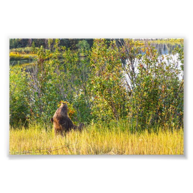 Teton Bear Eating Berries, Wyoming Fototryck (Framsidan)