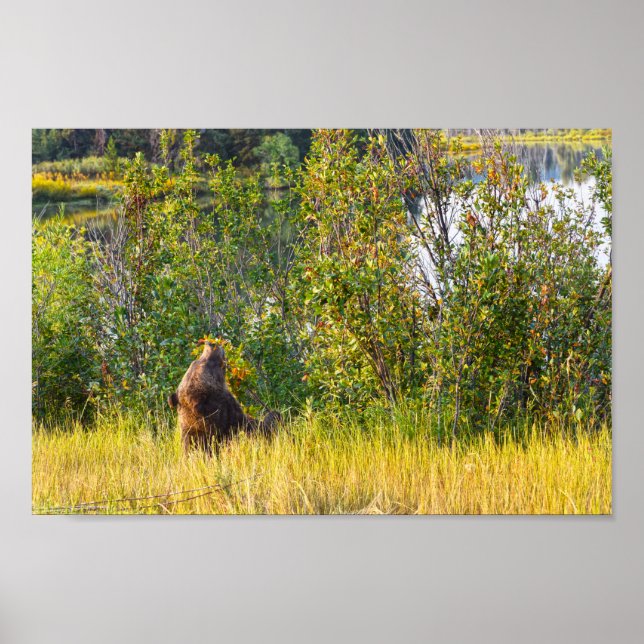 Teton Bear Eating Berries, Wyoming Poster (Framsidan)