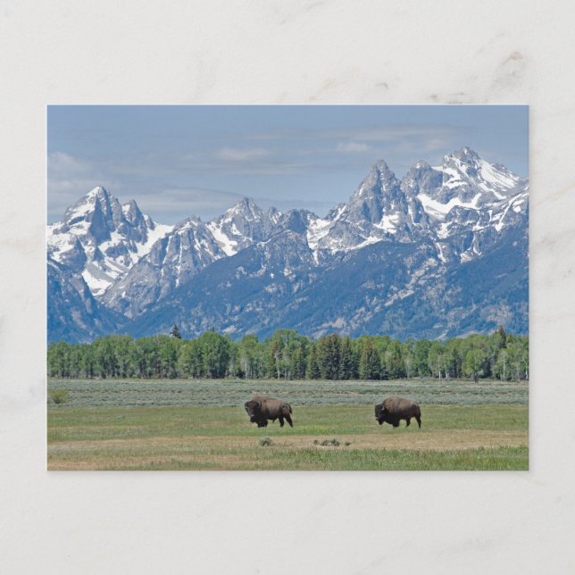 Teton Buffalo-vykort Vykort (Framsida)