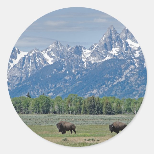 Teton buffelklistermärke runt klistermärke (Framsida)